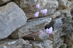 Cyclamen graecum graecum