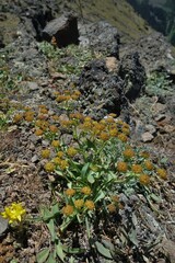Bupleurum americanum