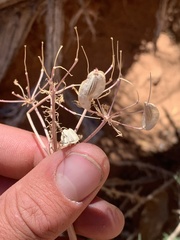 Lomatium parryi