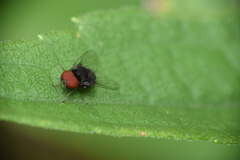 Lindneromyia