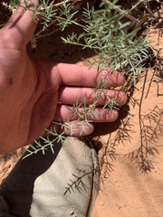 Lomatium parryi