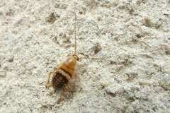 Planuncus tingitanus