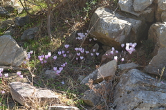 Cyclamen graecum graecum
