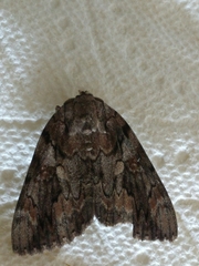 Catocala agrippina