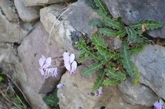 Cyclamen graecum graecum