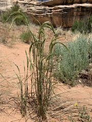 Agropyron cristatum