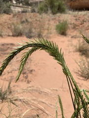 Agropyron cristatum
