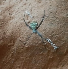 Argiope submaronica