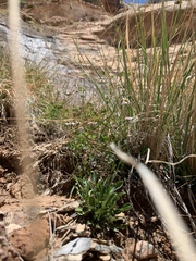 Erigeron kachinensis