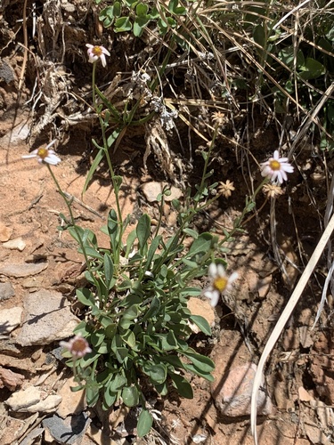 Erigeron kachinensis