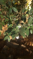 Memecylon umbellatum