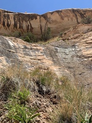Erigeron kachinensis