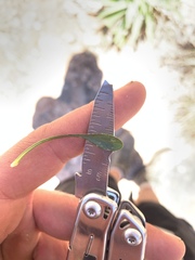 Erigeron kachinensis