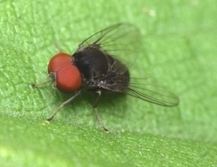 Lindneromyia