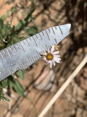 Erigeron kachinensis