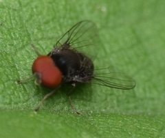 Lindneromyia
