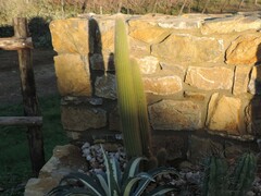 Cephalocereus senilis