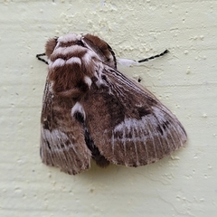 Megalopyginae