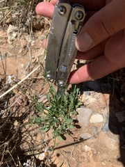 Erigeron kachinensis