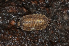 Porcellio monticola