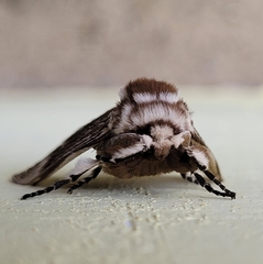 Megalopyginae