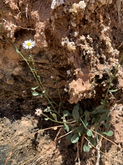 Erigeron kachinensis