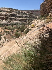 Oenothera longissima