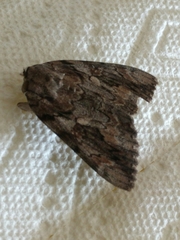 Catocala agrippina