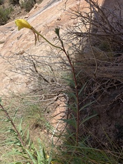 Oenothera longissima