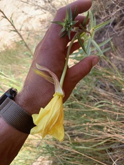 Oenothera longissima