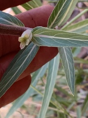 Oenothera longissima