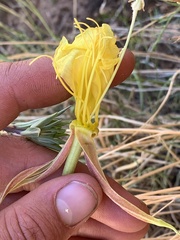 Oenothera longissima