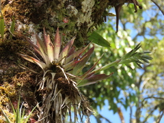 Tillandsia biflora