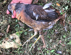 Crypturellus noctivagus