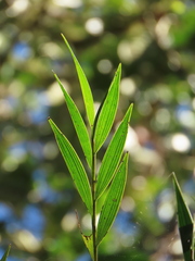 Elleanthus maculatus