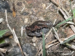 Uperodon taprobanicus