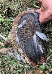 Crypturellus noctivagus