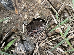 Uperodon taprobanicus