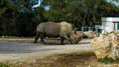 Ceratotherium simum