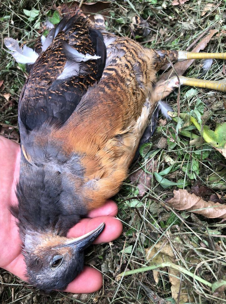 Yellow-legged Tinamou (Crypturellus noctivagus), photo 3