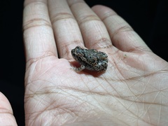 Uperodon taprobanicus