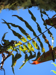 Serpocaulon sessilifolium