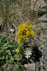 Solidago multiradiata