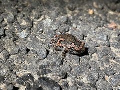 Uperodon taprobanicus