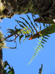 Serpocaulon sessilifolium