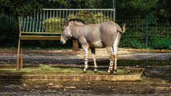 Equus africanus somaliensis