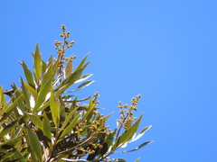 Ocotea sericea