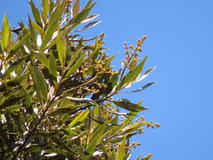 Ocotea sericea