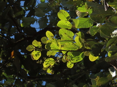 Beilschmiedia latifolia