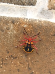Spartocera